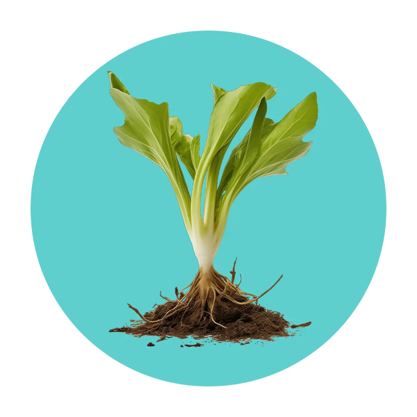  Roasted chicory root