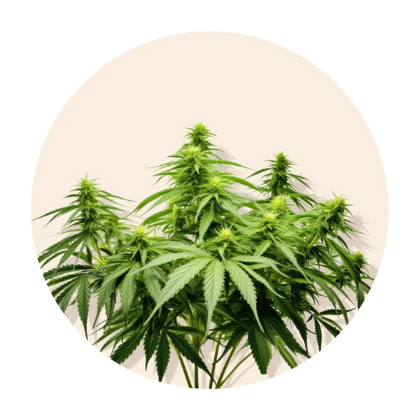  Natural, relaxing hemp
