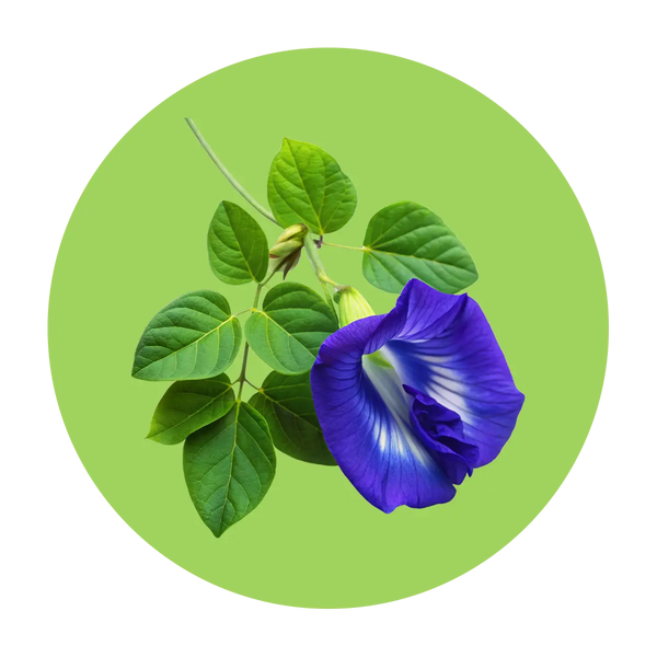  Handpicked blue pea flowers