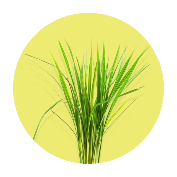 Lemongrass