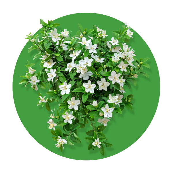  The most aromatic jasmine