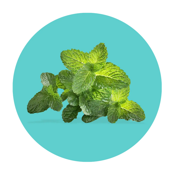 Cool, refreshing mint