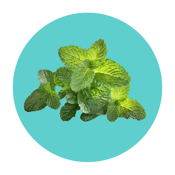 Naturally cool spearmint