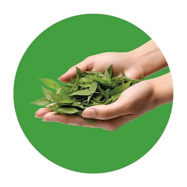 Super fresh, handpicked leaves